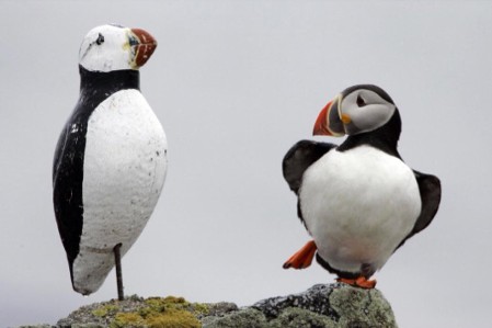 Repopulating US Islands with Puffins Repopulating US Islands with Puffins